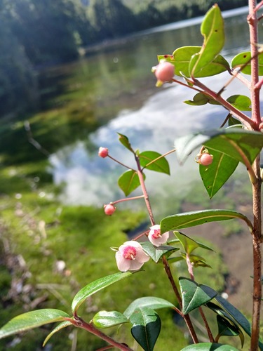 Ugni molinae