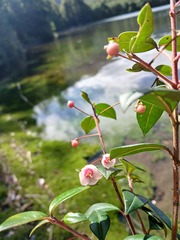 Ugni molinae