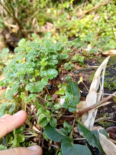Rubus geoides