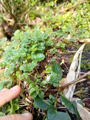 Rubus geoides