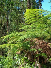 Lophosoria quadripinnata, photograph (c) Bruno Alzugaray, some rights reserved (CC BY-SA)