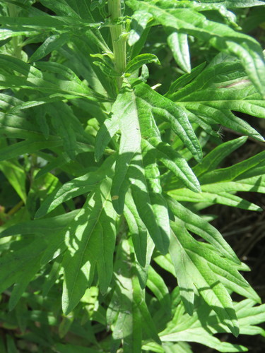 iNaturalist observation photo of California mugwort