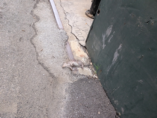 Rat photographed near here on 2026-08-02