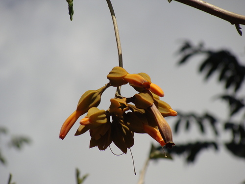 Juanulloa mexicana, photograph 5