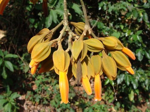Juanulloa mexicana, photograph 6