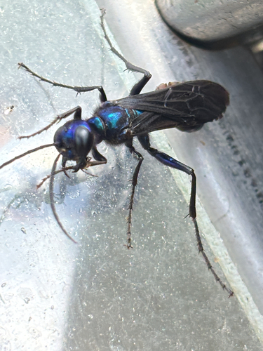 Steel-blue Cricket-hunter Wasp