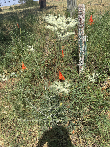 annual buckwheat