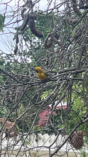Asian Golden Weaver