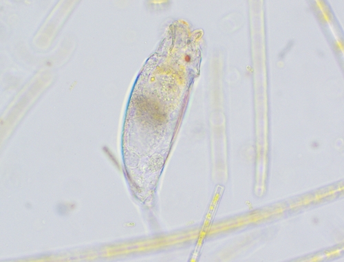 Trichocerca similis