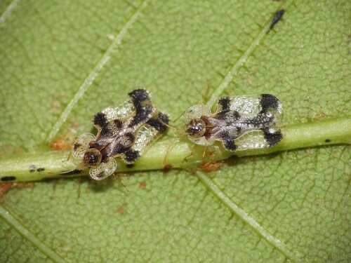 Buckeye Lace Bug photo 2