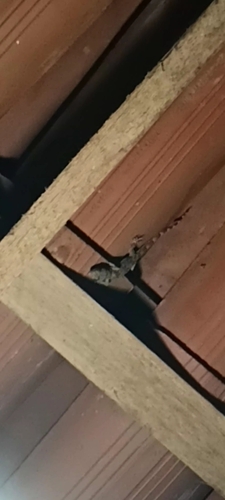 Tropical House Gecko