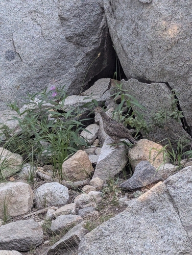 iNaturalist observation photo of Sooty Grouse