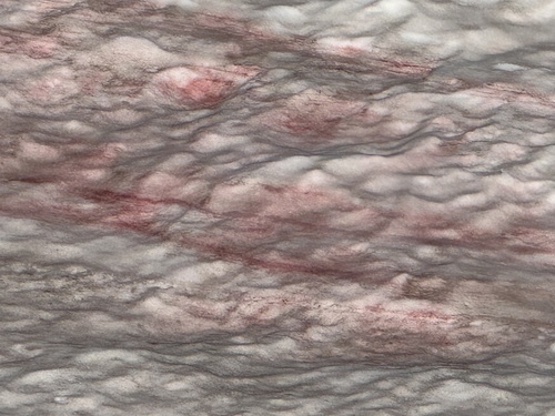 Chlamydomonas observed 2026-08-01