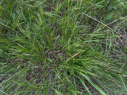 Dichanthelium angustifolium, 2026-08-02