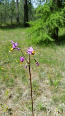 Primula pauciflora cusickii