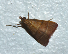 Parachma lequettealis