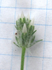 Plantago helleri