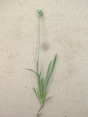 Plantago helleri