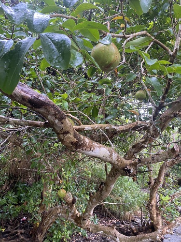cannonball mangrove