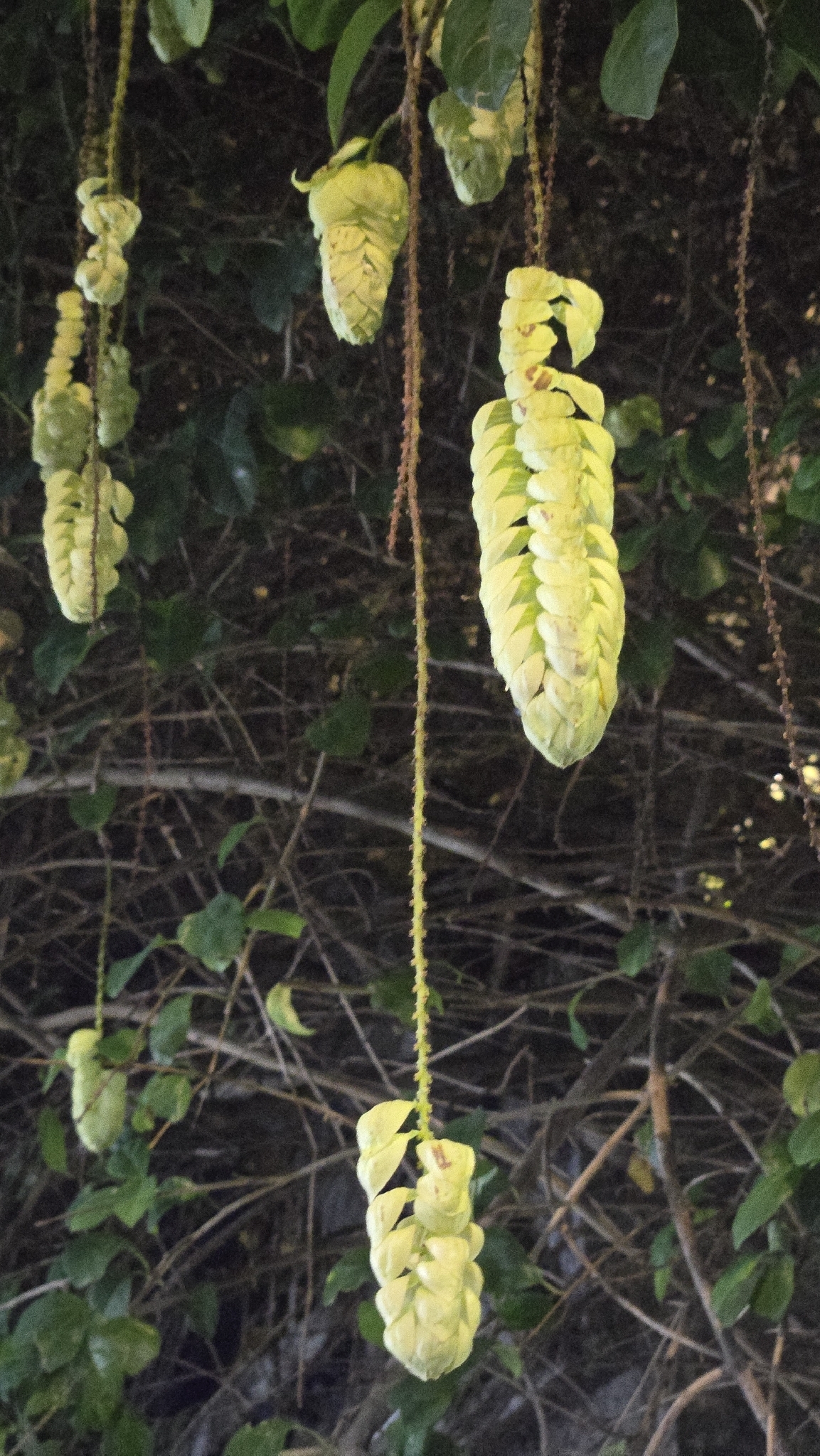 Gmelina philippensis — ảnh 2
