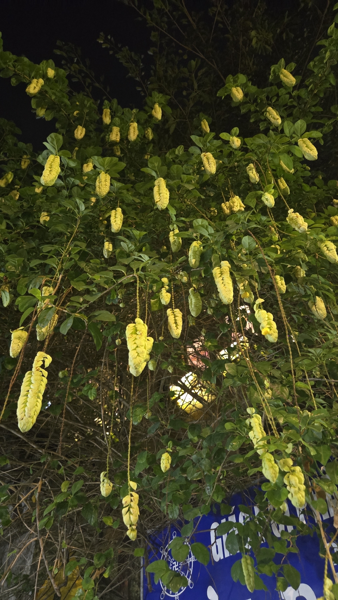 Gmelina philippensis — ảnh 3