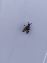 Otites guttata