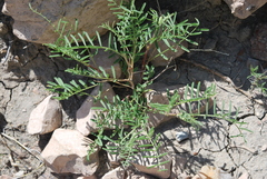 Astragalus racemosus