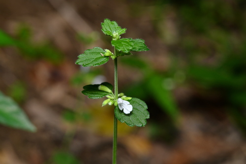 Leucas chinensis, photograph 3