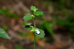 Leucas chinensis, photograph (c) Yung-Lun Lin, some rights reserved (CC BY)