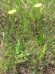 Pyrrhopappus pauciflorus