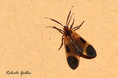 Dycladia lucetius