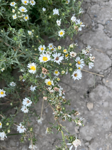 Symphyotrichum falcatum, photograph 5