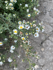 (c) Jackson Withey, some rights reserved (CC BY) Symphyotrichum falcatum, photograph (c) Jackson Withey, some rights reserved (CC BY)