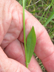 Pyrrhopappus pauciflorus