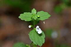 Leucas chinensis, photograph (c) Yung-Lun Lin, some rights reserved (CC BY)