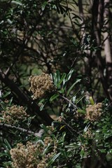 Brachylaena
