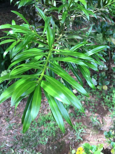 Podocarpus costaricensis - Whole tree