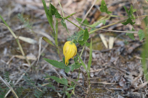Clematis tangutica, photograph 5