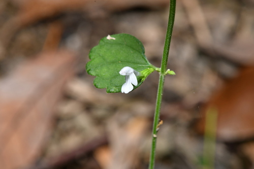 Leucas chinensis, photograph 4