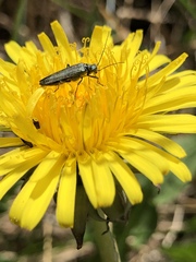 Oedemera lurida