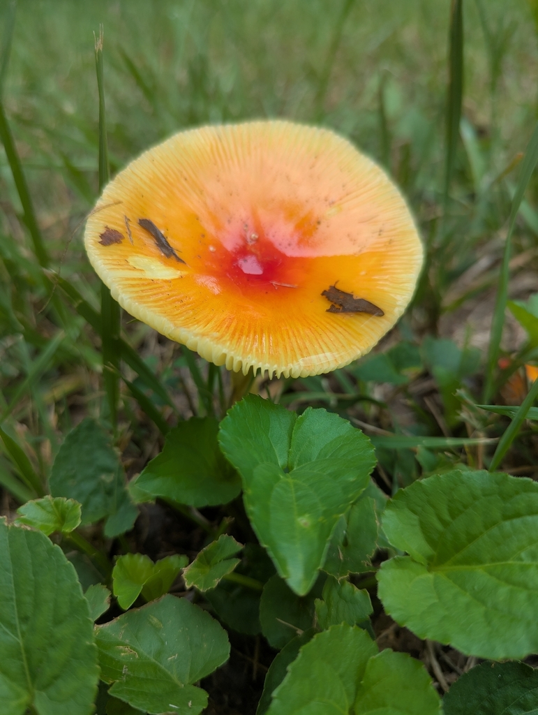 False Caesar's Mushroom · August 2026 · photo: Photo: (c) Alison Northup, some rights reserved (CC BY) · iNaturalist