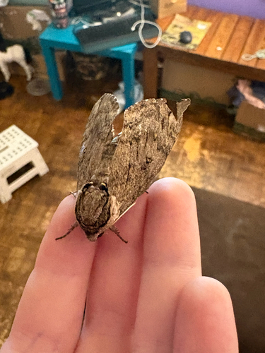 Catalpa Sphinx