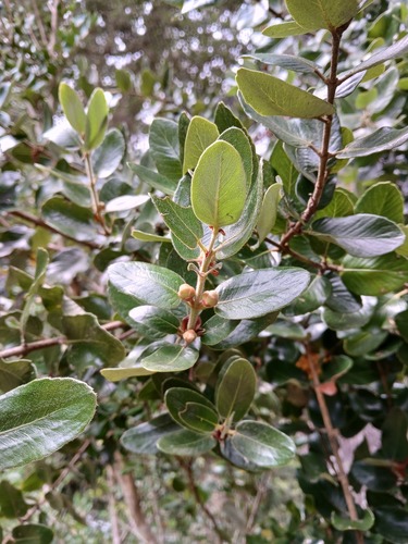 Eucryphia cordifolia, photograph 3