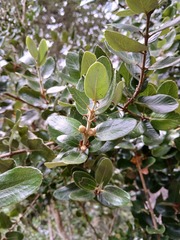 Eucryphia cordifolia, photograph (c) Bruno Alzugaray, some rights reserved (CC BY-SA)
