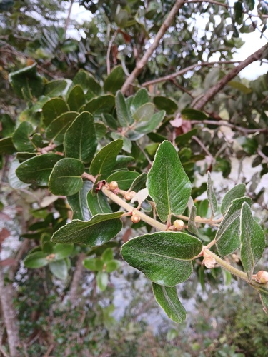 Eucryphia cordifolia