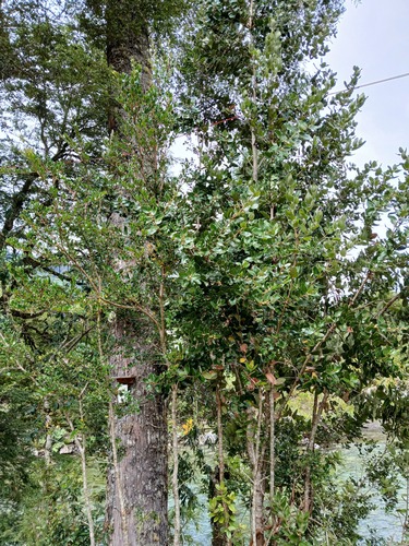 Eucryphia cordifolia, photograph 2