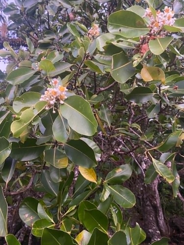 Alexandrian Laurel