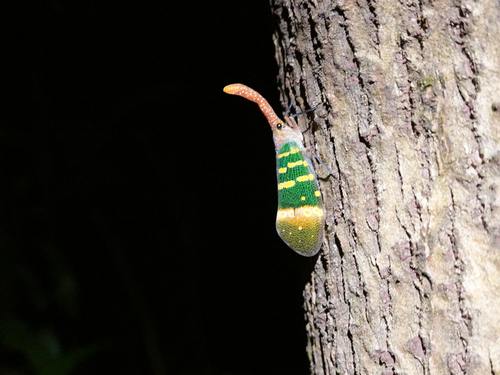 Red-nosed Lanternfly