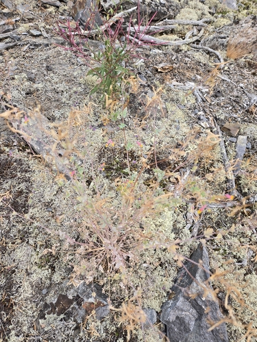 rock harlequin