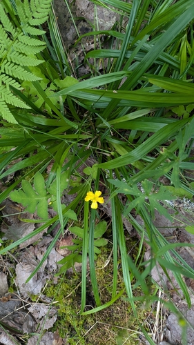 flowering plants